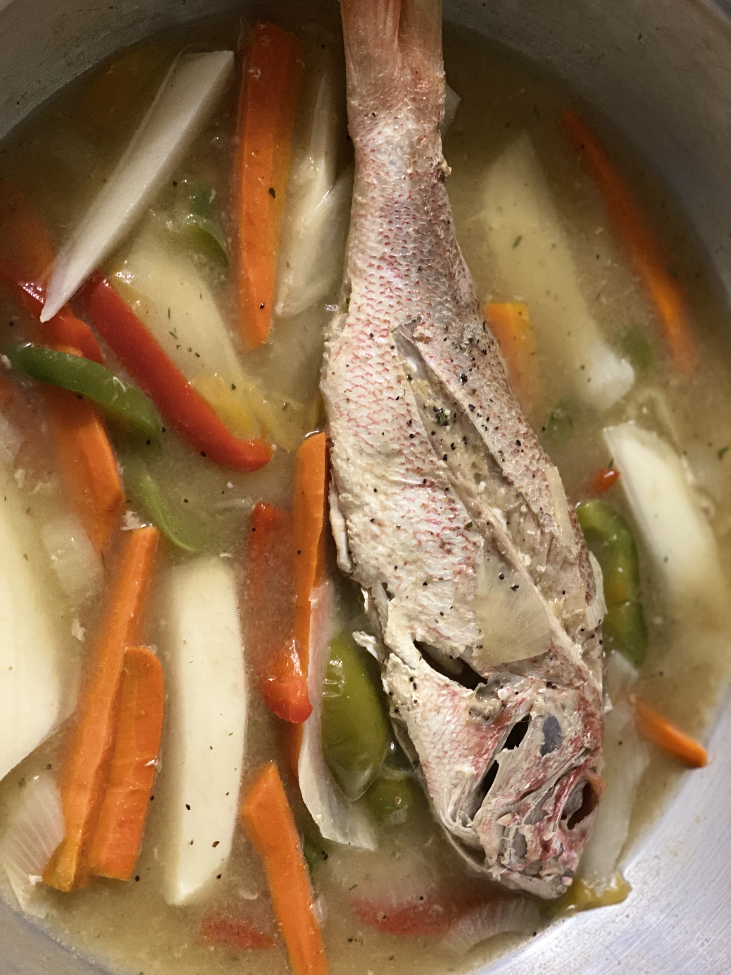 Jamaican snapper